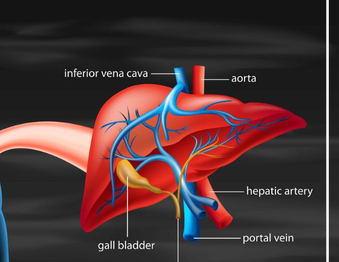 Liver & Kidney Disease Management