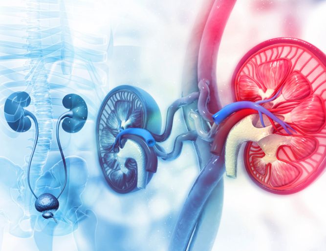 Urinary Tract Reconstruction